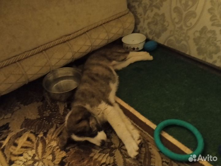 Щенок девочка бесплатно