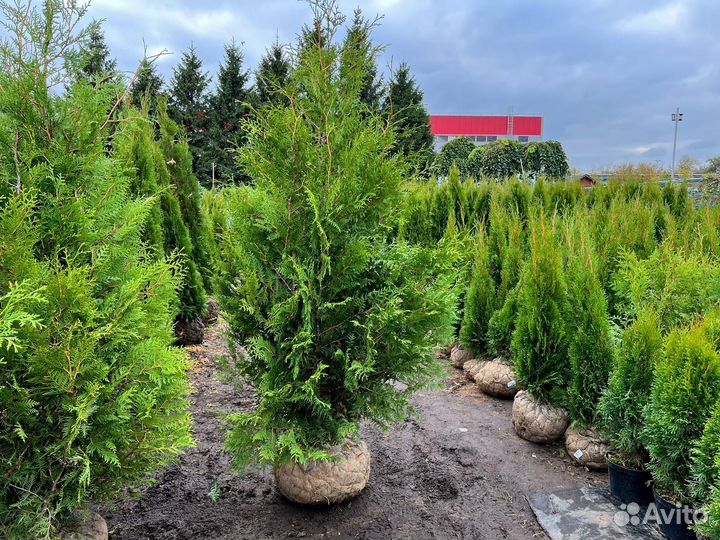 Туя брабант 180-200 см