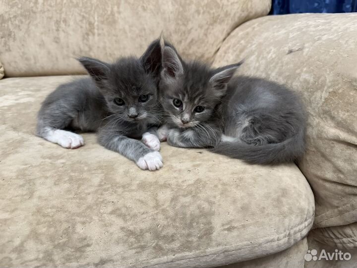 Мейн-кун девочка