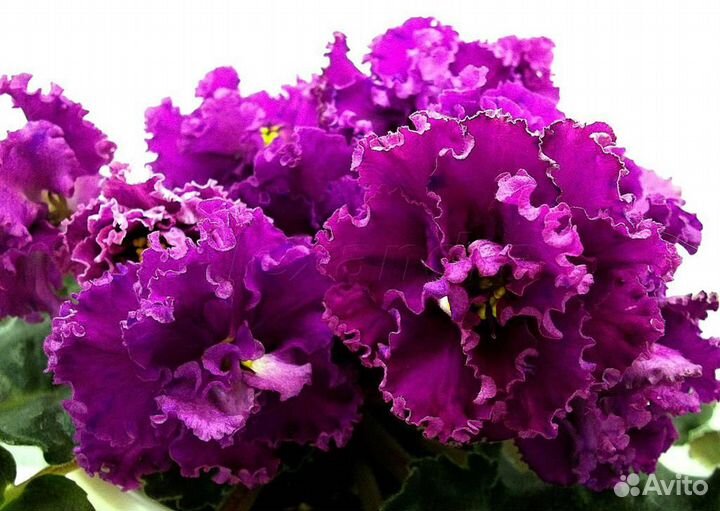 Фиалки-4 (листья на срез)