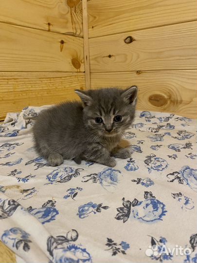 Шотландская