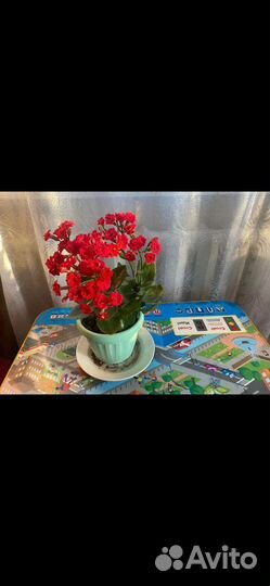 Каланхоэ цветущий