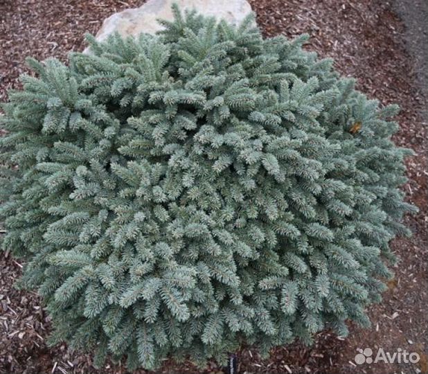 Ель колючая вальдбрун