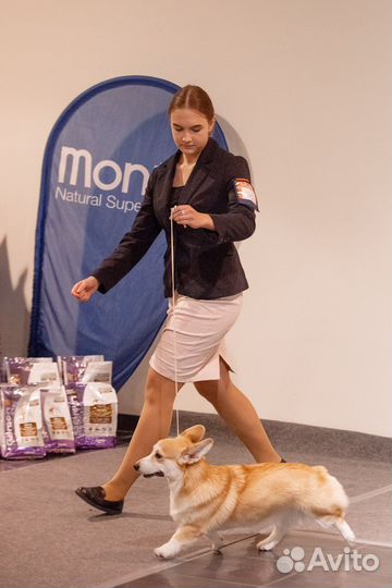 Хендлер, подготовка собак к выставкам