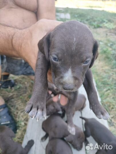 Щенки курцхара