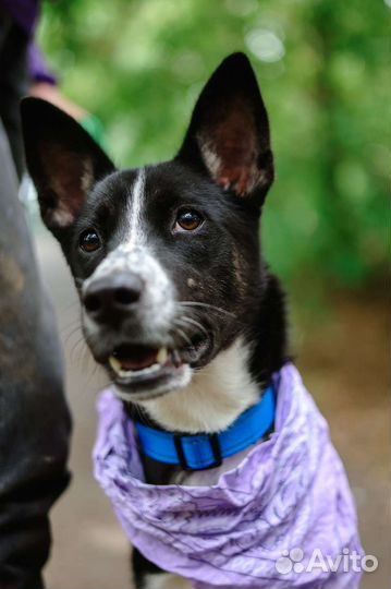 Небольшая, ласковая собака из приюта в квартиру