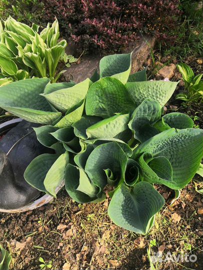 Хоста, ирисы