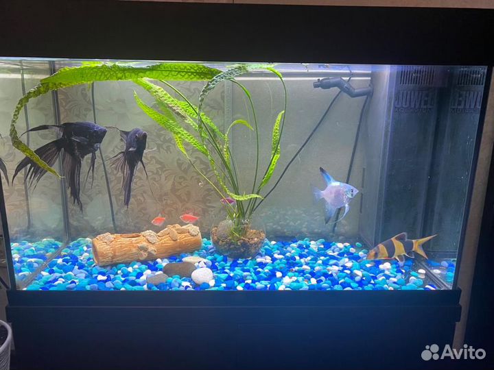 Продам Аквариум с тумбой juwel б/у
