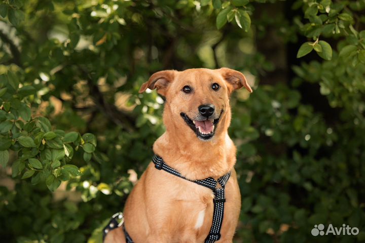 Собака в добрые руки/ бесплатно в дар