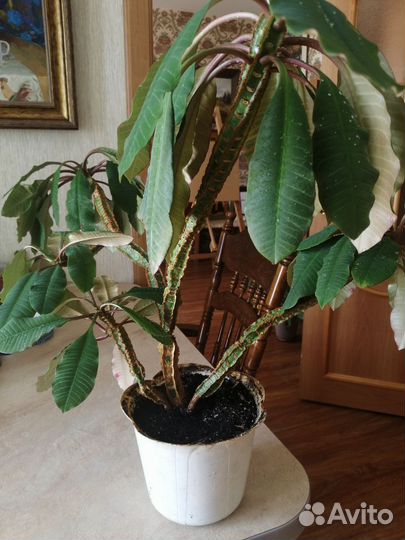 Молочай, суккулент, пальма