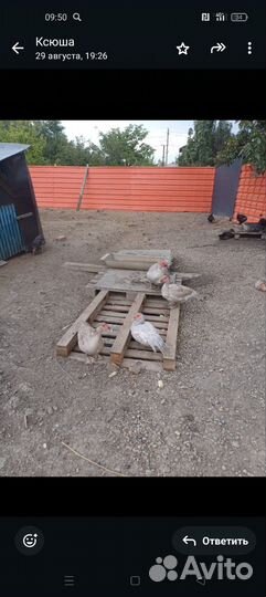 Мускусные утки тяжелые линии Лаванда