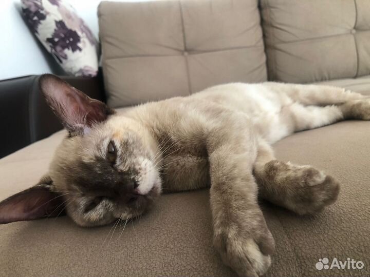 Кошка