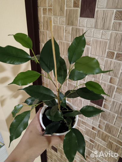 Фикус Даниэль