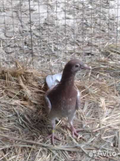 Голуби чехи пискуны