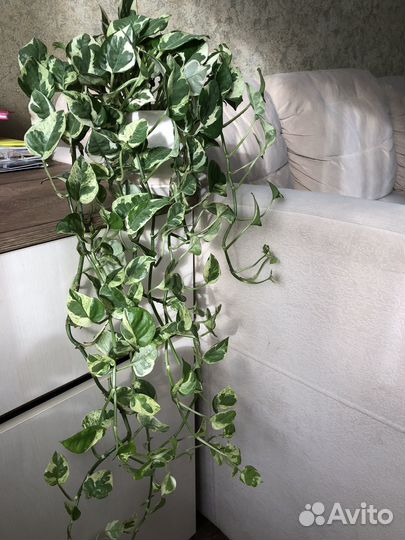 Сцинтапсус