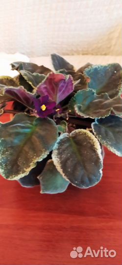 Фиалка, цветы