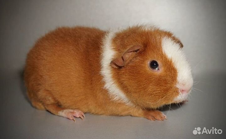 Морская свинка ам.тедди