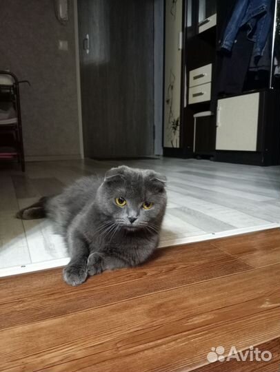 Британские вислоухие котята