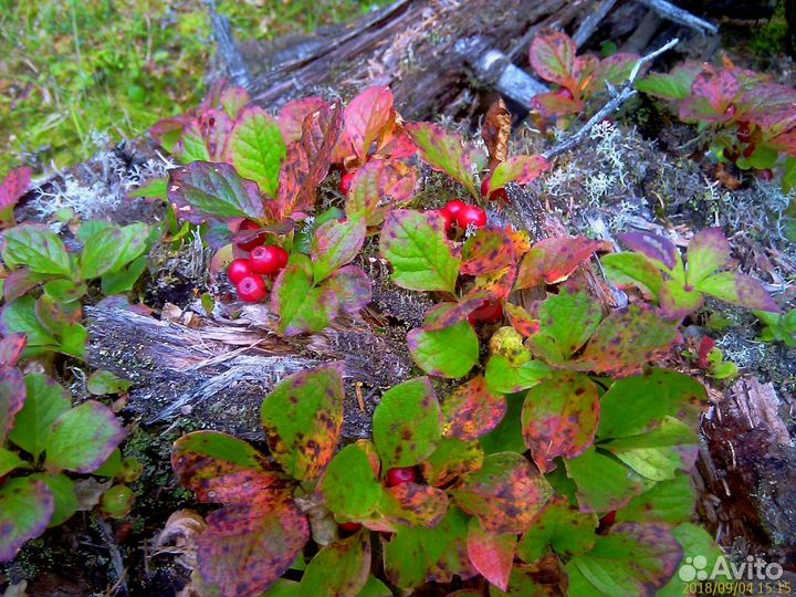 Красника, семена