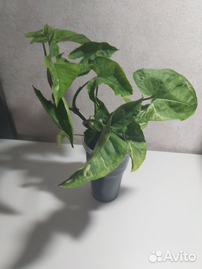 Сингониум вариегатный