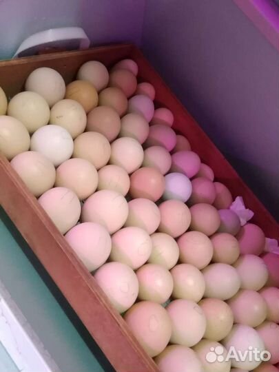 Инкубационное яйцо