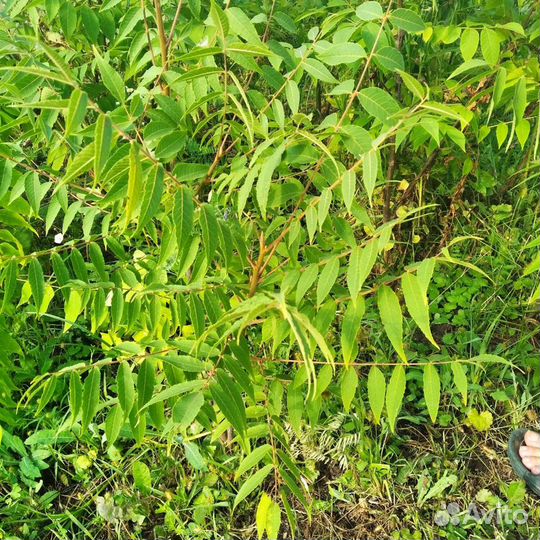 Черный на орех