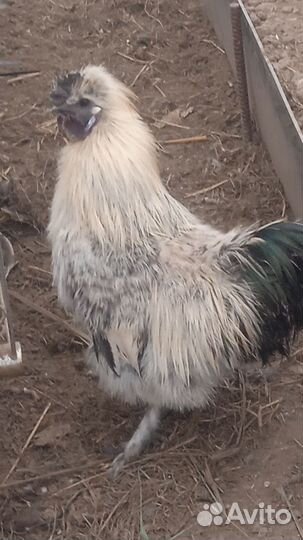 Петух китайский шелковый