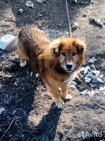 Собака в добрые руки