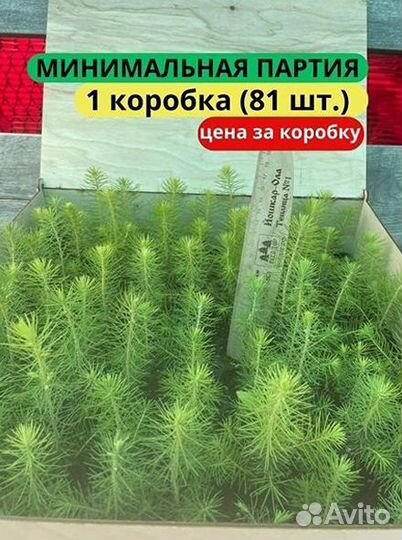 Саженцы сосны зкс от производителя