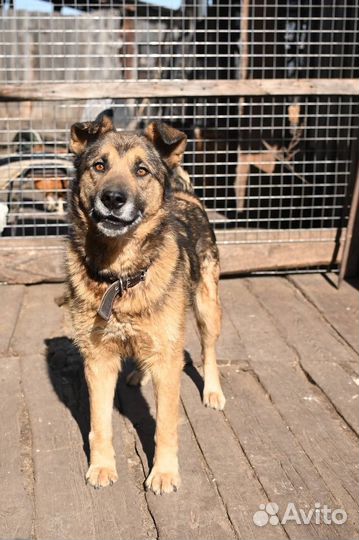 Метис овчарки