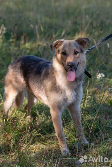 Метис овчарки Хвостик в добрые руки