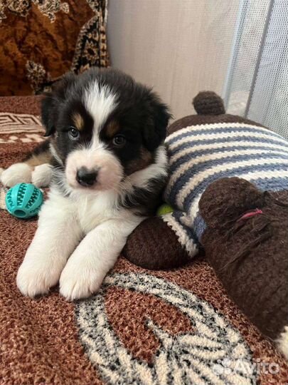 Щенки аусси