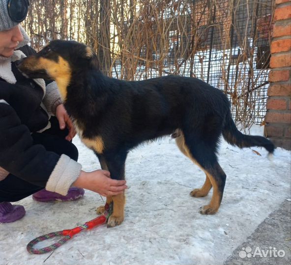 Щенок в добрые руки