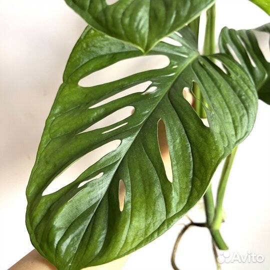 Монстера Обликва Манки Маск