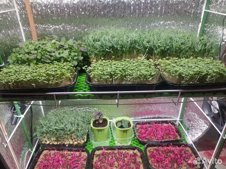 Микрозелень для вас и ваших питомцев