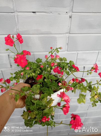 Продам пеларгонию