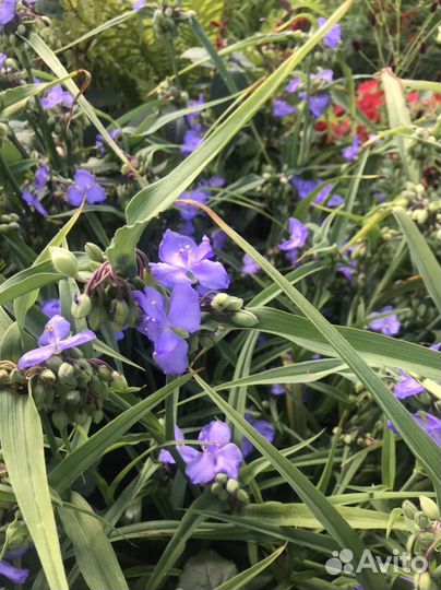 Традесканция садовая