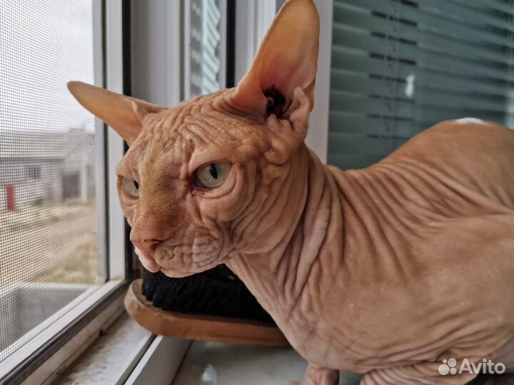 Кот для вязки