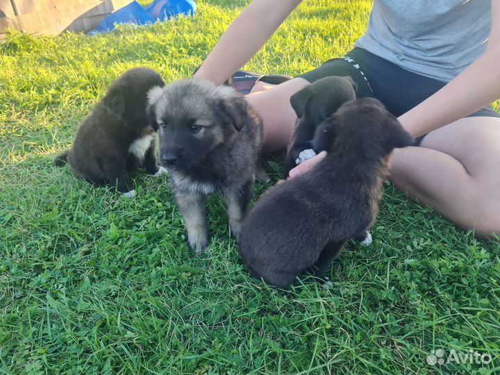 Щенки в добрые руки