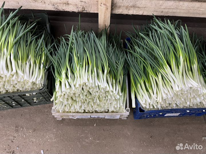 Зеленый лук оптом