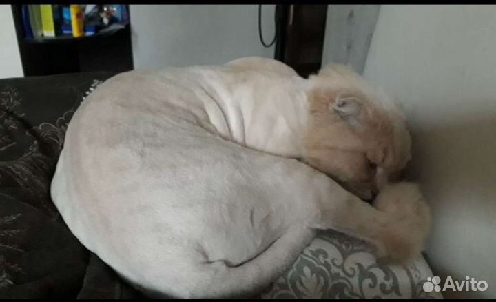 Стрижка кошек выезд на дом, грумер