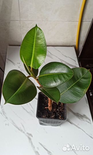 Фикусы разные