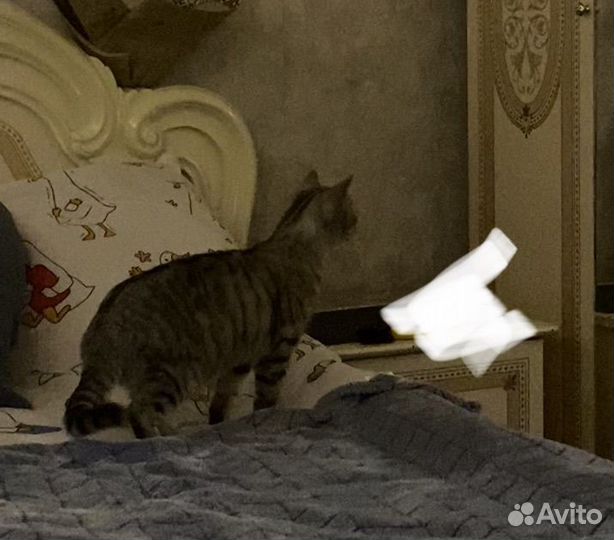Кошка в дар бесплатно