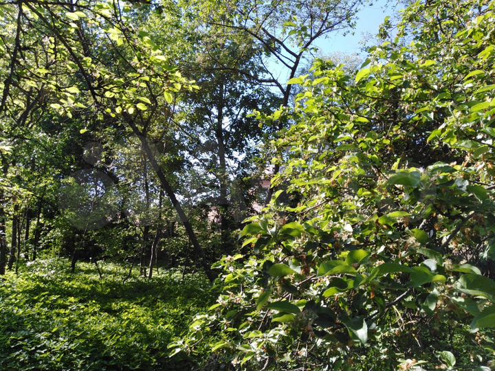 Участок 12 сот. (СНТ, ДНП)