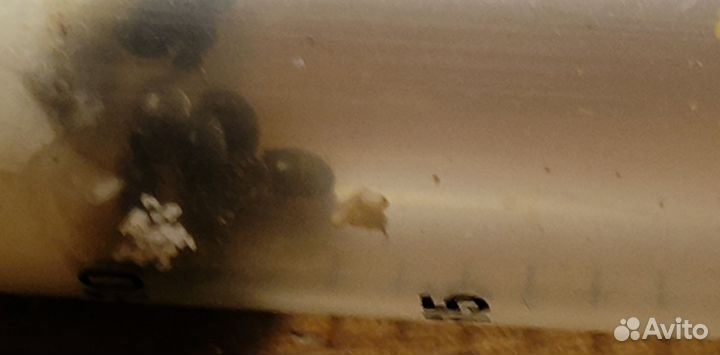 Муравьи Mirmica sp