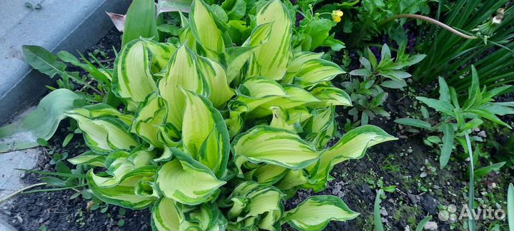 Хоста растение