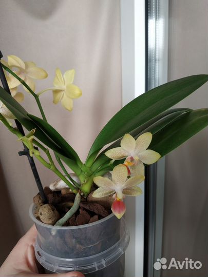 Орхидея фаленопсис мини