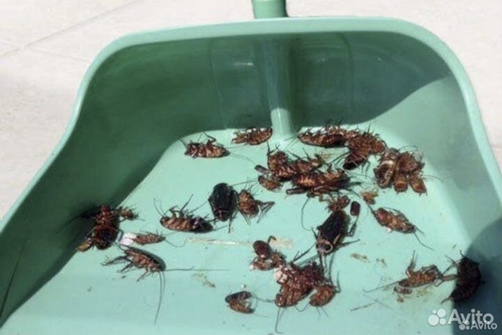 Уничтожение клопов травить тараканов дезинсекция