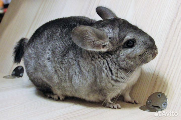 Шиншилла девочка гетероэбони средний (2 шт.)
