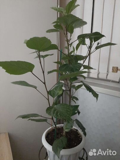 Гибискус китайская роза